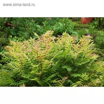 Рябинник, С3 (горшок 3 л.), 20-40 см высота, 1 шт