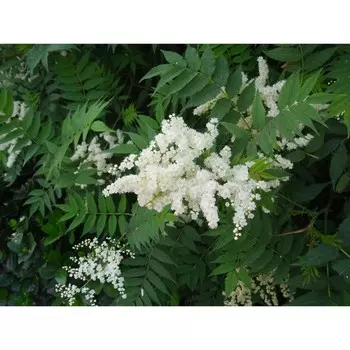 Рябинник, С3 (горшок 3 л), 40-60 см высота, 1 шт