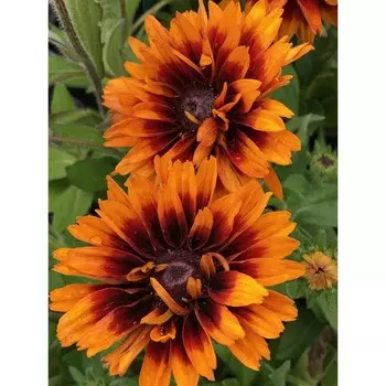 Рудбекия хирта Чероки Сансет, 1 шт, Весна 2024