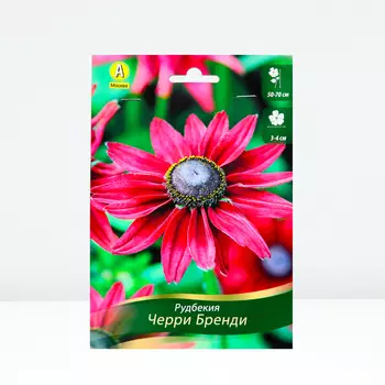 Рудбекия хирта Черри Бренди, 1 шт, Весна 2024
