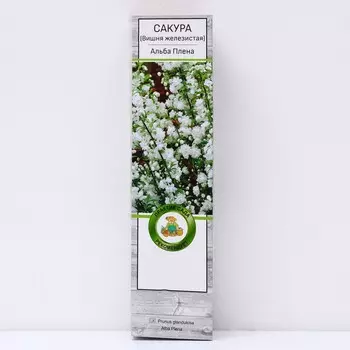 Сакура (Вишня декоративная) "Альба Плена", 1 шт, туба, Весна 2025