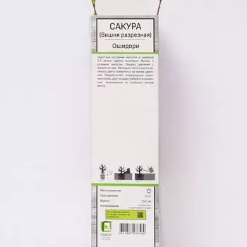 Сакура (Вишня декоративная) "Ошидори", 1 шт, туба, Весна 2025