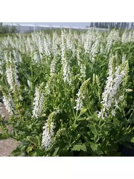 Сальвия дубравная (Шалфей) Шнеехёгль, р-р I, 1 шт, Весна 2025