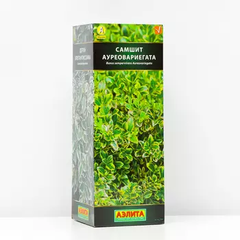 Самшит вечнозеленый Ауреовариегата (P9), 1 шт, Весна 2024