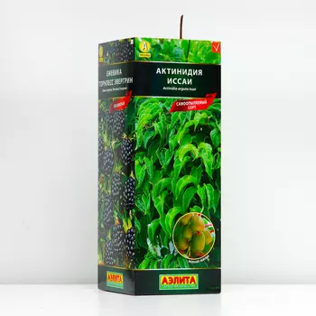 Саженец Актинидия острая Иссаи (самоопыляемый) (P9), 1 шт, Весна 2024