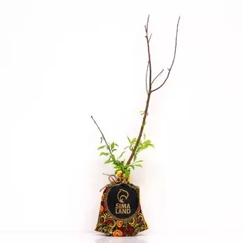 Саженец Алыча Подарок С-Петербургу, Горшок 9*9*14, Лето 2024