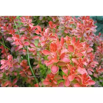 Барбарис «Чикита», саженец, горшок P9