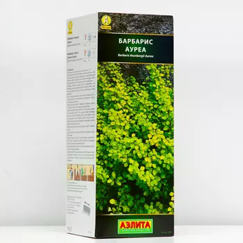 Саженец Барбарис тунберга Ауреа (P9), 1 шт, Весна 2024