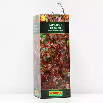 Саженец Барбарис тунберга Кармен (P9), 1 шт, Осень 2024