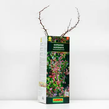 Саженец Барбарис тунберга Коронита (P9), 1 шт, Весна 2024