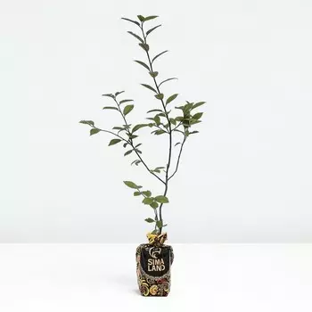 Саженец Черемуха Пурпурная свеча, Горшок 2л., Лето 2024