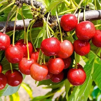 Саженец Черешня Бряночка, Горшок 9*9*14, Лето 2024