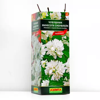 Саженец Чубушник Минесота Сноуфлейк (P9), 1 шт, Весна 2024