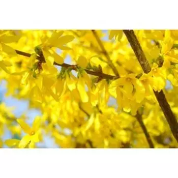 Саженец Форзиция яйцевидная, C3 горшок, высота 40-60 см