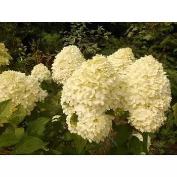 Саженец Гортензия метельчатая "Cotton Cream", Горшок P9, Лето 2024