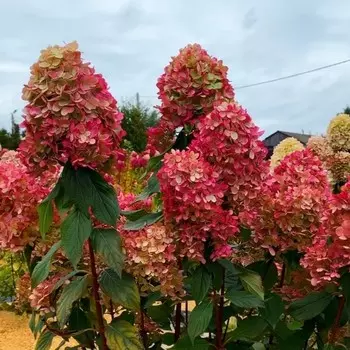 Саженец Гортензия метельчатая "Graffiti", Горшок P9 , Лето 2024