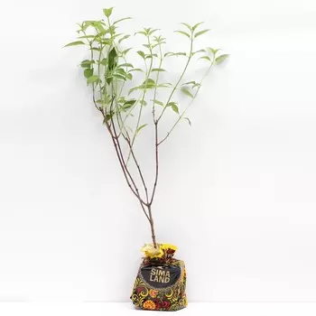 Саженец Гортензия Пинк энд Роуз, Горшок P9, Лето 2024