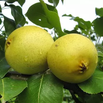 Саженец Груша Скороспелка Свердловская, Горшок 2л., Лето 2024