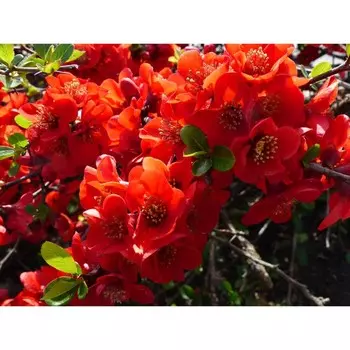 Саженец Хеномелес/Айва японский "Sargentii", Горшок P9, Лето 2024