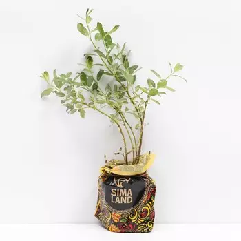 Саженец Ива Лоната, Горшок P9, Лето 2024