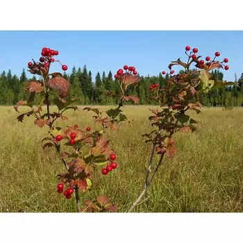 Саженец Калина обыкновенная, Горшок C3.5