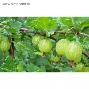 Саженец Крыжовник Алтайский номерной, Горшок P9, Лето 2024