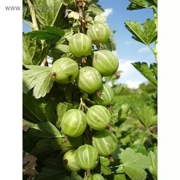 Саженец Крыжовник Берилл, Горшок P9, Весна 2025