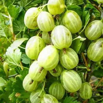 Саженец Крыжовник Уральский изумруд, Горшок P9, Лето 2024