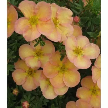 Саженец Курильская чай(лапчатка) Дейдаун, Горшок P9, Лето 2024