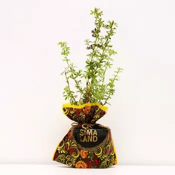 Саженец Курильская чай(лапчатка) Гламур Герл, Горшок P9, Лето 2024