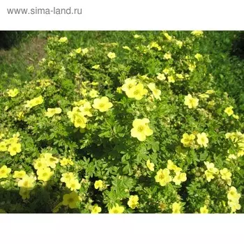 Саженец Курильская чай(лапчатка) Катерина Дукс, Горшок P9, Лето 2024