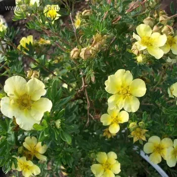 Саженец Курильская чай(лапчатка) Ливинг Делайт, Горшок P9, Лето 2024