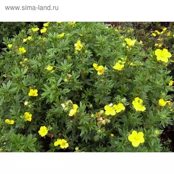 Саженец Курильская чай(лапчатка) Минелус, Горшок P9, Лето 2024