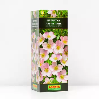 Саженец Лапчатка кустарниковая Лавли Пинк (P9), 1 шт, Весна 2024