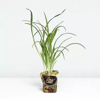 Саженец Лилейник Строуберри Кенди, Горшок P9, Лето 2024