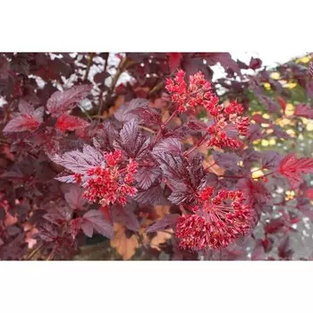 Саженец Пузыреплодник Андре, Горшок P9, Лето 2024