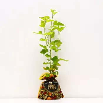 Саженец Пузыреплодник Энджел Голд, Горшок P9, Лето 2024