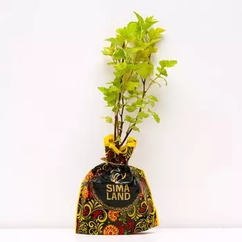 Саженец Пузыреплодник Наггет, Горшок P9, Лето 2024