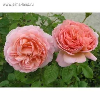 Саженец Роза Абрахам Дерби, английская, Горшок 2 л., Лето 2024