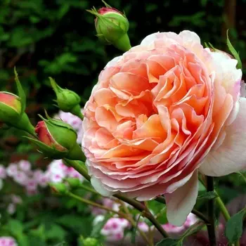 Саженец Роза "Абрахам Дерби", туба, Весна 2025