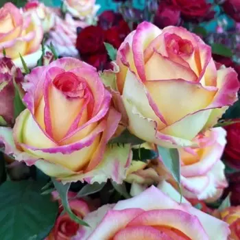 Саженец Роза Абсурда (Чайно-гибридная), 1 шт, Весна 2024