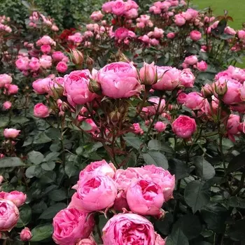 Саженец Роза "Ай эм Грейтфул", туба, Весна 2025