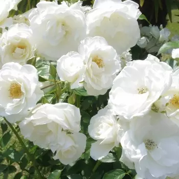 Саженец Роза "Айсберг", туба, Весна 2025