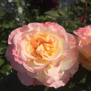 Саженец Роза "Акварель", туба, Весна 2025