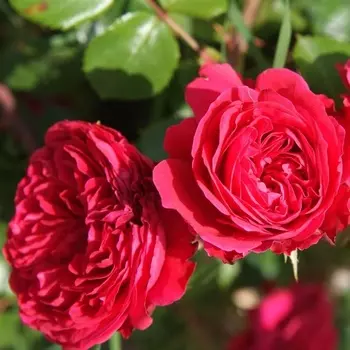 Саженец Роза "Алан Сушон", туба, Весна 2025