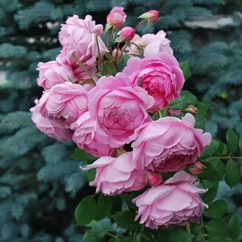 Саженец Роза "Алан Титчмарш", туба, Весна 2025