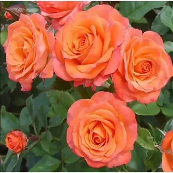 Саженец Роза "Алегрия", туба, Весна 2025