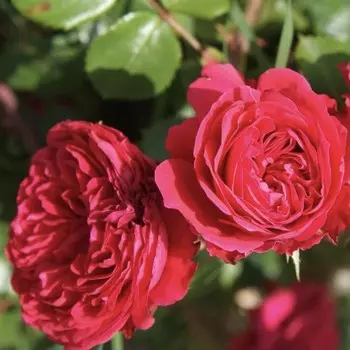 Саженец Роза Ален Сушон (Чайно-гибридная), 1 шт, Весна 2024