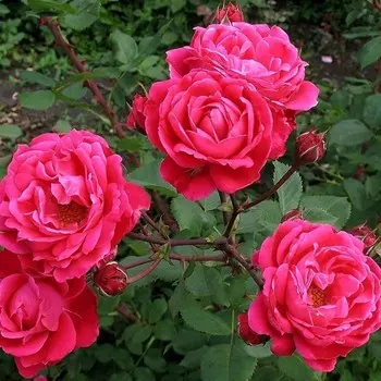 Саженец Роза Александр Маккензи (Канадская/Парковая), 1 шт, Весна 2024