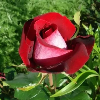 Саженец Роза Аллилуйя (Чайно-гибридная), 1 шт, Весна 2024